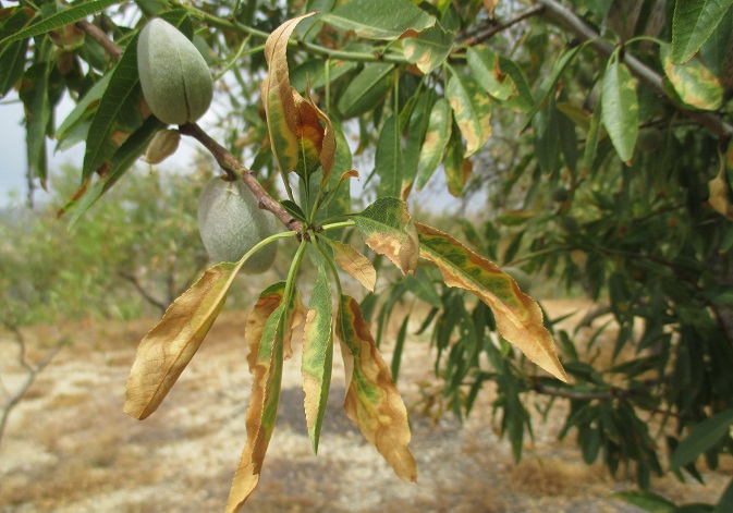 Almond tree with <i>Xylella</i>. Foto: IVIA.